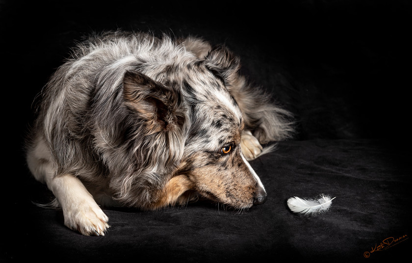 Tri-collie-on-black-with-feather-DSC 9440