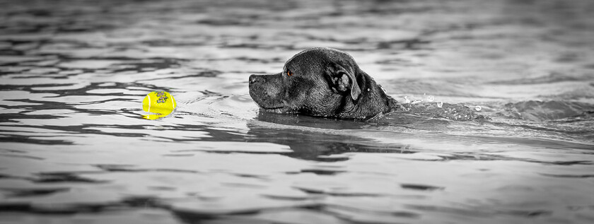 DSC8398-black-lab-yellow-ball-in-water-copy