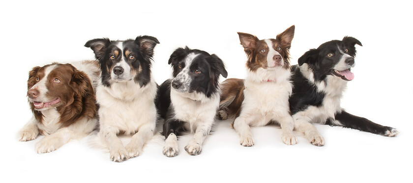 5 collies