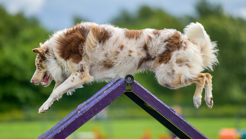 Red-Merle-Collie-over-A-frame